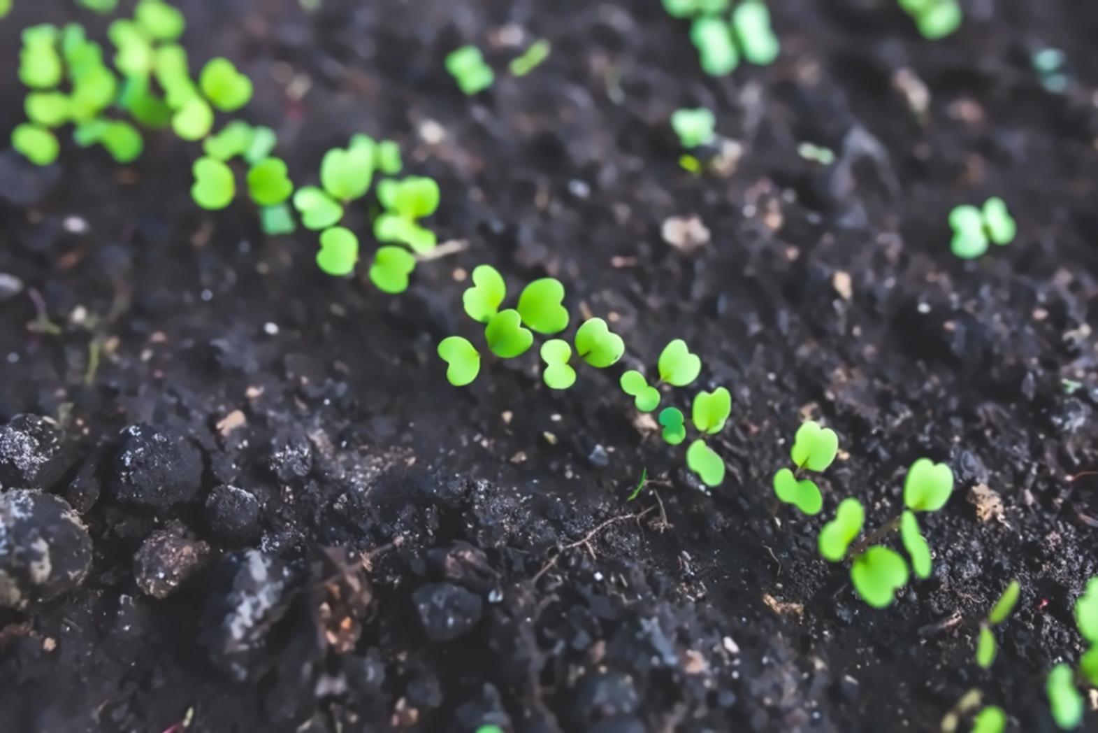 Diagnostic écologique d'un quartier urbain